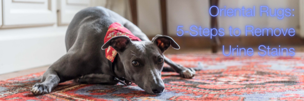Champion Cleaners of the Birmingham, AL area discusses 5 steps to remove pet urine stains from oriental rugs