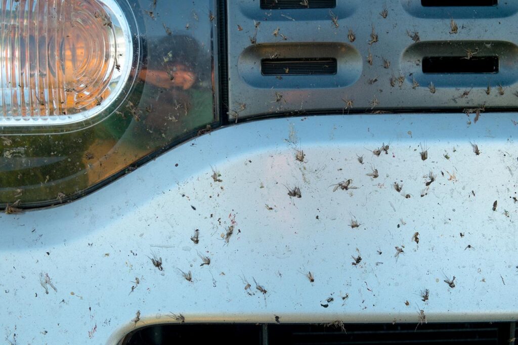 How to Clean Bug Splatter on Your Car